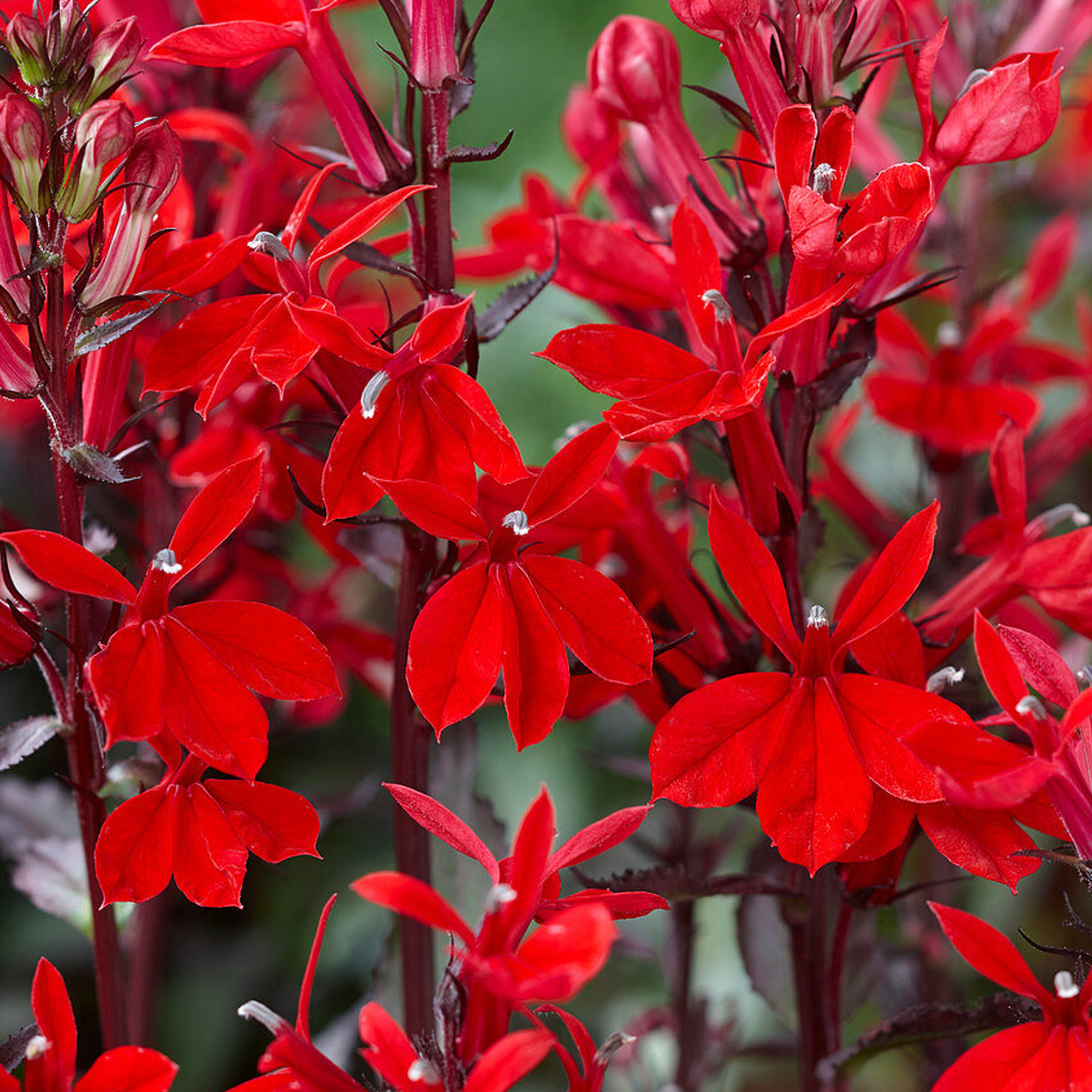 Lobelia Scarlet Princess | Red Flowering Perennial Garden Plants in